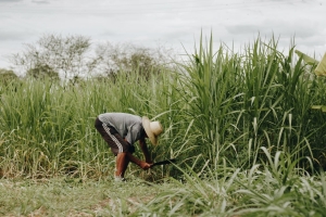 Sugarcane Farming: A Profitable and Sustainable Agricultural Practice in India