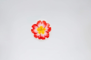Why Dissecting a Flower Still Matters in the Age of Satellites and Sensors