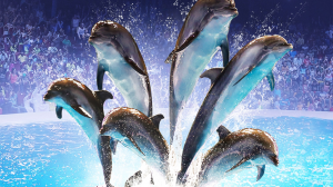 Dubai Dolphinarium