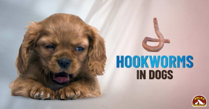 Oh My God! Is Your Dog at Risk? See How to Prevent Hook and Roundworm Infections