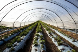 Greenhouse Soil Market to Surge Owing to AI-Driven Soil Sensors