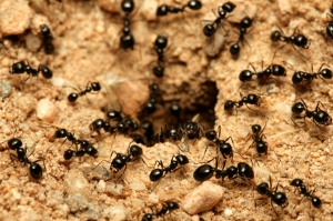 What Are the Most Effective Ant Control Methods in Surrey?
