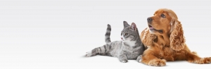 Pet Groomly: Your Trusted Choice for Dog and Pet Groomers in Delhi
