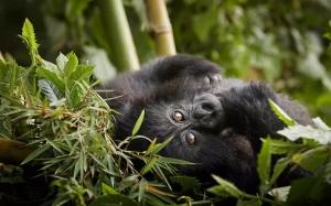 Rwanda Gorilla Trekking Age Limit Now