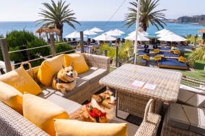 Pet Friendly Resorts in Kodaikanal: A Perfect Getaway with Your Furry Companion