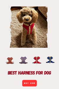 Best Harness for Dog Owners Who Want More Than Just a Good Fit!