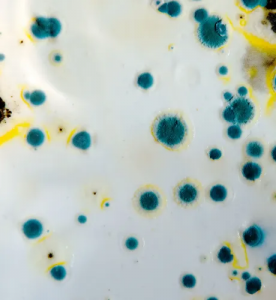 Comprehensive Guide to Mold Testing Redondo Beach: Why It Matters