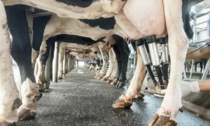 Bovine Mastitis Market Trends by Rising Dairy Demand
