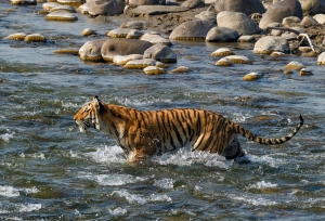 Beyond the Roar - Discovering Sitabani's Serene Safari Trails