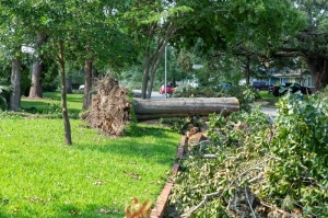 Storm-Damaged Trees: Should You Repair or Remove?