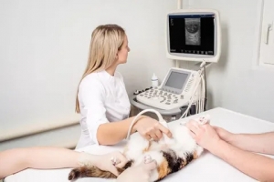 Animal Ultrasound Market is in trends by Precision Diagnostics