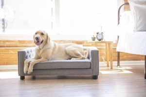 How to Keep Your Dog Calm During Summer Events