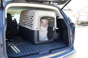 4 Tips to Prepare Your Pet for Natural Disasters 