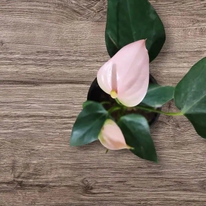 How Indoor Plants Can Transform Your Home into a Living Work of Art