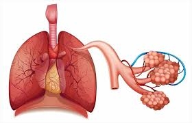 Bronchial Spasm Market Trends Driven by Rising Respiratory Disorders