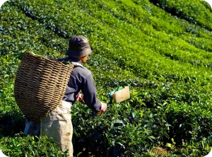 Why Indian Tea Is a Global Favorite: Quality, Taste, and Export Potential