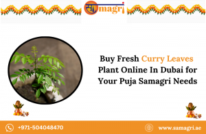 Buy Fresh Curry Leaves Plant Online In Dubai For Your Puja Samagri Needs