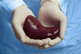 Kidney Transplant Rejection Market is in Trends by Immunosuppressive Therapy Advances