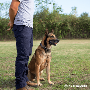 Advanced Adult Dog Training Techniques from K-9 Specialist