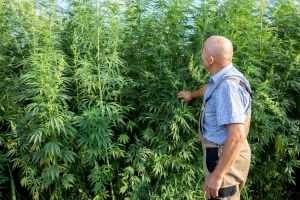 Industrial Hemp Market Outlook 2024–2033: Trends, Applications, and Global Growth Opportunities