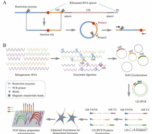 Principles, Applications, and Optimization in Modern Genomics of GBS vs. RAD-Seq