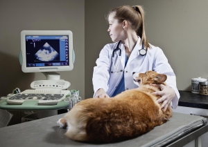 Animal Ultrasound Market is Estimated to Witness High Growth Owing to Increasing Livestock Health Monitoring Demand