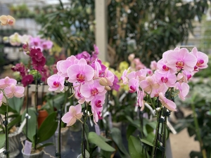 Enhance Your Garden with Long Island Perennials: A Year-Round Blooming Wonderland