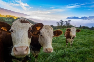 How to Boost Growth in Livestock through supplements