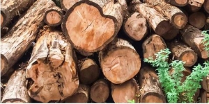 Why Teak Wood Is Perfect for Your Home