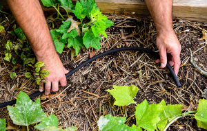 Sådan integrerer du Drysplange i din daglige rutine