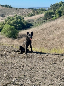 Dog Training School for Confident and  Well-Behaved Dogs