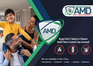 Homeowner’s Guide to Professional Ant Pest Control Services in 2025