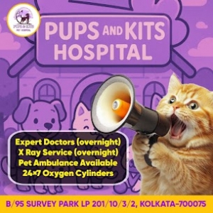The Best Pet Services in Kolkata: From 24x7 Pet Care to Grooming Experts