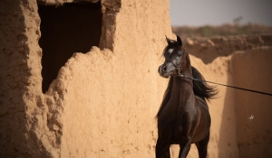 The Arabian Horse: A Legacy of Beauty, Strength, and Soul