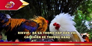 Rikvip - Đá Gà Thomo Hấp Dẫn Với Các Chiến Kê Thượng Hạng