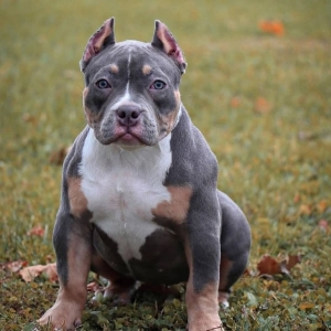 Your Ultimate Guide to Finding XXL Pitbull Puppies for Sale