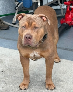 Everything You Need to Know About XXL Pitbulls for Sale