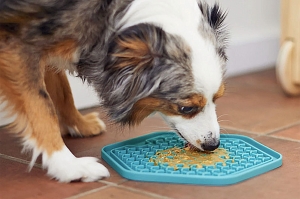 How to Use Licky Mats for Dogs to Reduce Boredom and Overeating?