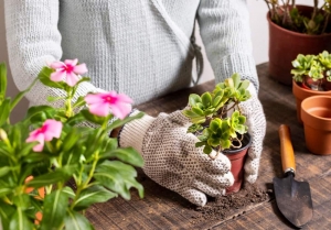 Small Space, Big Harvest: Home Gardening Tips for Apartments