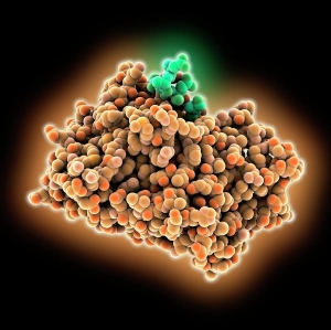 Epidermal Growth Factors (EGF): Unveiling the Science Behind Skin Rejuvenation and Wound Healing