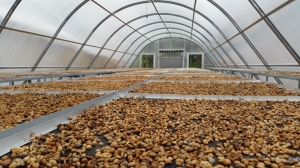 Level Up Your Cashew Processing with Smart Borma & Tray Dryer Tech