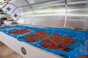 Upgrade Your Cashew Processing with Our Smart Steam Dryer & Borma Unit!