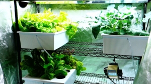 Selecting the Ideal Hydroponic Bucket System - Here's the Guide