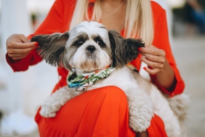 Top 10 Benefits of Regular Pet Grooming