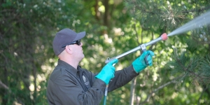 Everything You Wanted to Know About Professional Tree Health Care and Spraying (But Were Afraid to Ask)