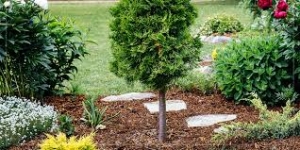 Expert Tips from Caney Creek Nursery for Planting Yard Trees That Thrive
