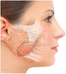 Global Sialorrhea Treatment Market Growth and Forecast