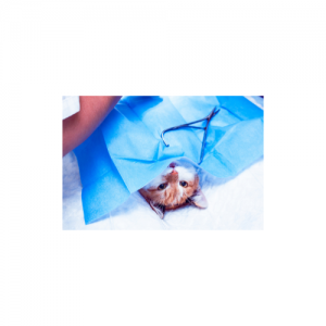 Caring Hearts, Responsible Choices: Why Spaying And Neutering Your Pet Matters More Than Ever