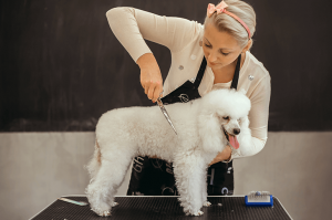 The Secret Perks of Choosing Pet Grooming Home Service