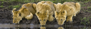 Adventure Awaits: Find The Perfect Wildlife Safaris InAfricaFor You